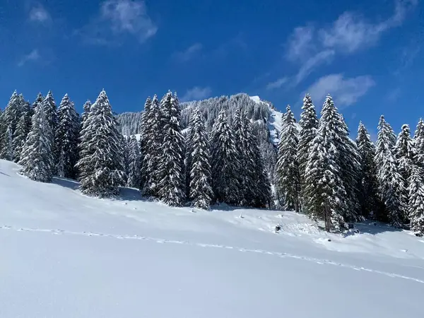 典型的な冬の雰囲気の中で高山の木の絵の天蓋オーバートッゲンブルク高山渓谷とスイスアルプスの上の春の雪の後 ネスラウ スイス スイス — ストック写真