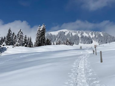 Alpstein dağlarının yamaçlarında ve İsviçre Alpleri 'nin taze dağlık kar örtüsünde, Nesslau - Obertoggenburg, İsviçre (Schweiz)