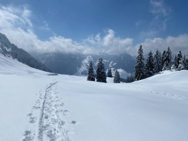 Alpstein dağlarının yamaçlarında ve İsviçre Alpleri 'nin taze dağlık kar örtüsünde, Nesslau - Obertoggenburg, İsviçre (Schweiz)