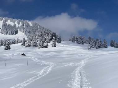 Alpstein dağlarının yamaçlarında ve İsviçre Alpleri 'nin taze dağlık kar örtüsünde, Nesslau - Obertoggenburg, İsviçre (Schweiz)