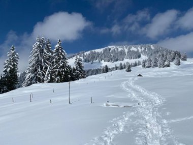 Alpstein dağlarının yamaçlarında ve İsviçre Alpleri 'nin taze dağlık kar örtüsünde, Nesslau - Obertoggenburg, İsviçre (Schweiz)