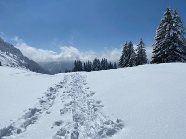 Alpstein dağlarının yamaçlarında ve İsviçre Alpleri 'nin taze dağlık kar örtüsünde, Nesslau - Obertoggenburg, İsviçre (Schweiz)