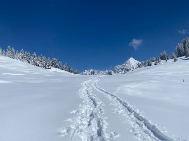 Alpstein dağlarının yamaçlarında ve İsviçre Alpleri 'nin taze dağlık kar örtüsünde, Nesslau - Obertoggenburg, İsviçre (Schweiz)
