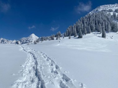Alpstein dağlarının yamaçlarında ve İsviçre Alpleri 'nin taze dağlık kar örtüsünde, Nesslau - Obertoggenburg, İsviçre (Schweiz)