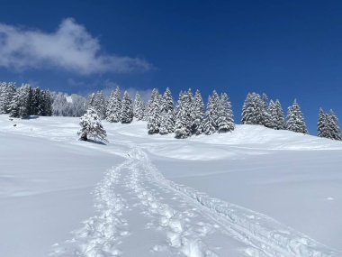 Alpstein dağlarının yamaçlarında ve İsviçre Alpleri 'nin taze dağlık kar örtüsünde, Nesslau - Obertoggenburg, İsviçre (Schweiz)