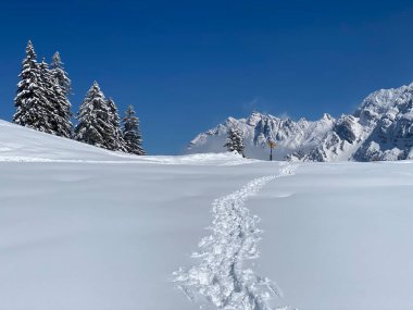 Alpstein dağlarının yamaçlarında ve İsviçre Alpleri 'nin taze dağlık kar örtüsünde, Nesslau - Obertoggenburg, İsviçre (Schweiz)