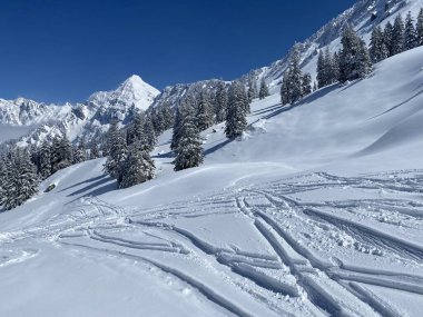 Alpstein dağlarının yamaçlarında ve İsviçre Alpleri 'nin taze dağlık kar örtüsünde, Nesslau - Obertoggenburg, İsviçre (Schweiz)