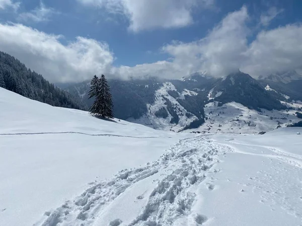 Alpstein dağlarının yamaçlarında ve İsviçre Alpleri 'nin taze dağlık kar örtüsünde, Nesslau - Obertoggenburg, İsviçre (Schweiz)