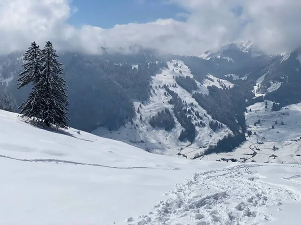 Alpstein dağlarının yamaçlarında ve İsviçre Alpleri 'nin taze dağlık kar örtüsünde, Nesslau - Obertoggenburg, İsviçre (Schweiz)