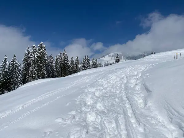 Alpstein dağlarının yamaçlarında ve İsviçre Alpleri 'nin taze dağlık kar örtüsünde, Nesslau - Obertoggenburg, İsviçre (Schweiz)