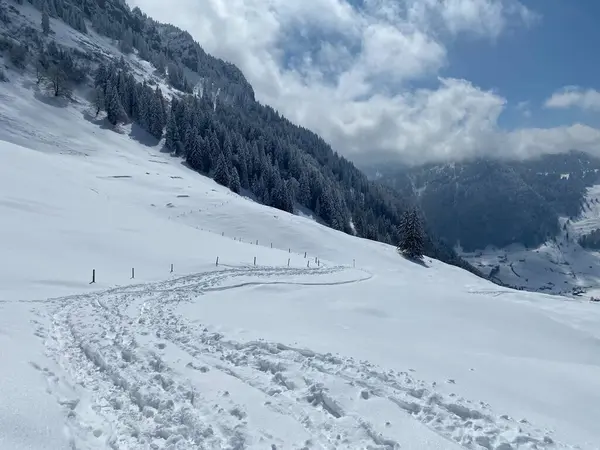 Alpstein dağlarının yamaçlarında ve İsviçre Alpleri 'nin taze dağlık kar örtüsünde, Nesslau - Obertoggenburg, İsviçre (Schweiz)