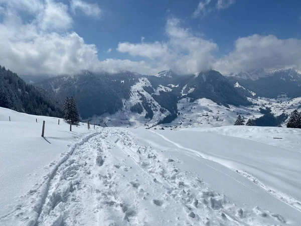 Alpstein dağlarının yamaçlarında ve İsviçre Alpleri 'nin taze dağlık kar örtüsünde, Nesslau - Obertoggenburg, İsviçre (Schweiz)