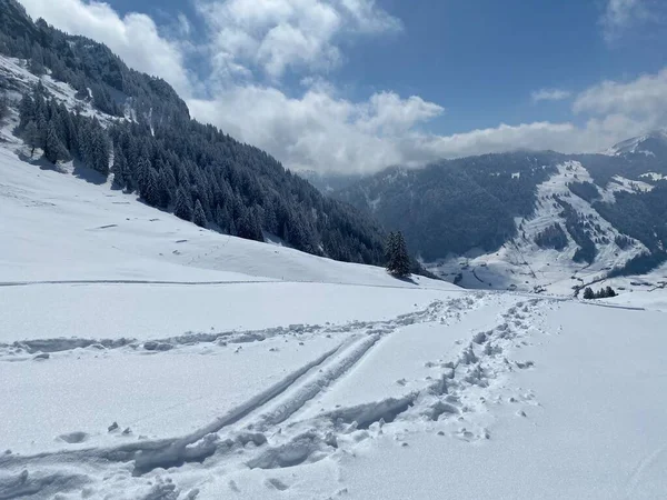 Alpstein dağlarının yamaçlarında ve İsviçre Alpleri 'nin taze dağlık kar örtüsünde, Nesslau - Obertoggenburg, İsviçre (Schweiz)
