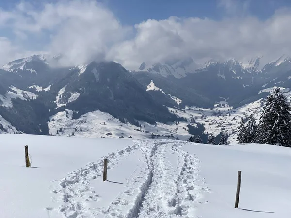 Alpstein dağlarının yamaçlarında ve İsviçre Alpleri 'nin taze dağlık kar örtüsünde, Nesslau - Obertoggenburg, İsviçre (Schweiz)