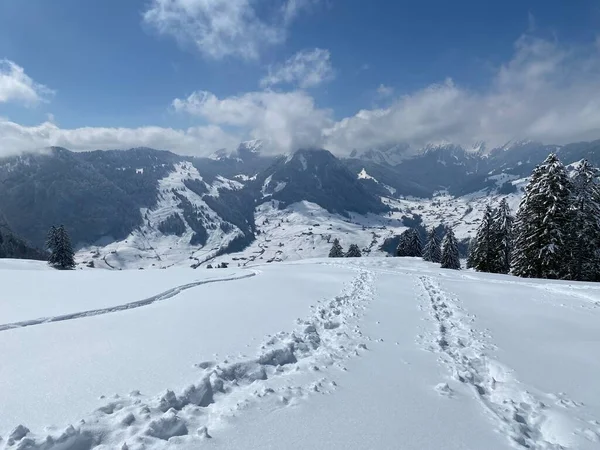 Alpstein dağlarının yamaçlarında ve İsviçre Alpleri 'nin taze dağlık kar örtüsünde, Nesslau - Obertoggenburg, İsviçre (Schweiz)