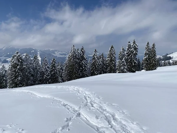 Alpstein dağlarının yamaçlarında ve İsviçre Alpleri 'nin taze dağlık kar örtüsünde, Nesslau - Obertoggenburg, İsviçre (Schweiz)