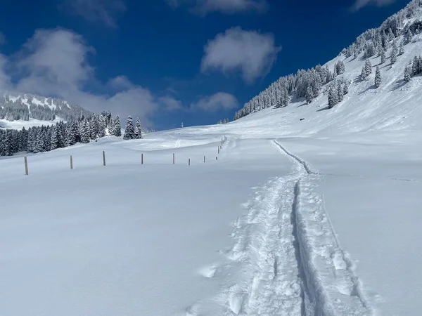 Alpstein dağlarının yamaçlarında ve İsviçre Alpleri 'nin taze dağlık kar örtüsünde, Nesslau - Obertoggenburg, İsviçre (Schweiz)