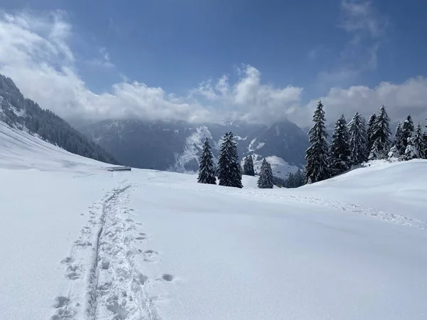 Alpstein dağlarının yamaçlarında ve İsviçre Alpleri 'nin taze dağlık kar örtüsünde, Nesslau - Obertoggenburg, İsviçre (Schweiz)