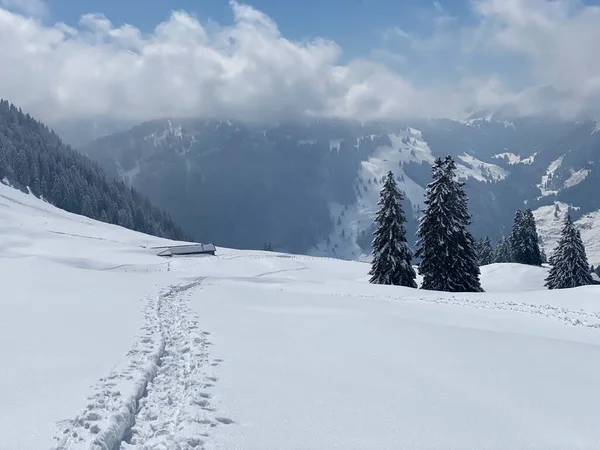 Alpstein dağlarının yamaçlarında ve İsviçre Alpleri 'nin taze dağlık kar örtüsünde, Nesslau - Obertoggenburg, İsviçre (Schweiz)