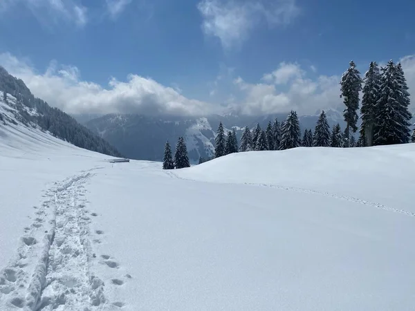 Alpstein dağlarının yamaçlarında ve İsviçre Alpleri 'nin taze dağlık kar örtüsünde, Nesslau - Obertoggenburg, İsviçre (Schweiz)