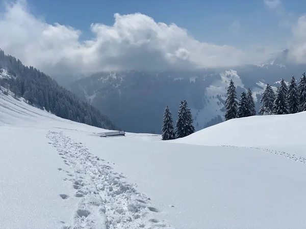 Alpstein dağlarının yamaçlarında ve İsviçre Alpleri 'nin taze dağlık kar örtüsünde, Nesslau - Obertoggenburg, İsviçre (Schweiz)