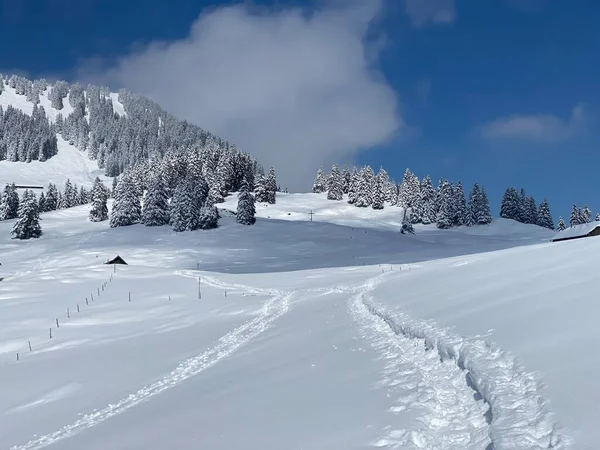 Alpstein dağlarının yamaçlarında ve İsviçre Alpleri 'nin taze dağlık kar örtüsünde, Nesslau - Obertoggenburg, İsviçre (Schweiz)