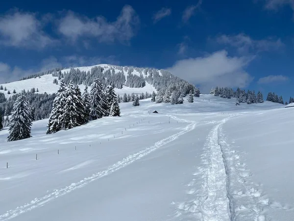 Alpstein dağlarının yamaçlarında ve İsviçre Alpleri 'nin taze dağlık kar örtüsünde, Nesslau - Obertoggenburg, İsviçre (Schweiz)