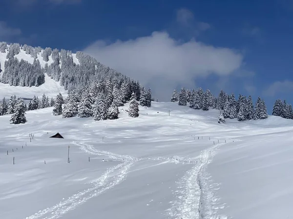 Alpstein dağlarının yamaçlarında ve İsviçre Alpleri 'nin taze dağlık kar örtüsünde, Nesslau - Obertoggenburg, İsviçre (Schweiz)
