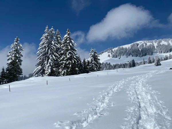 Alpstein dağlarının yamaçlarında ve İsviçre Alpleri 'nin taze dağlık kar örtüsünde, Nesslau - Obertoggenburg, İsviçre (Schweiz)