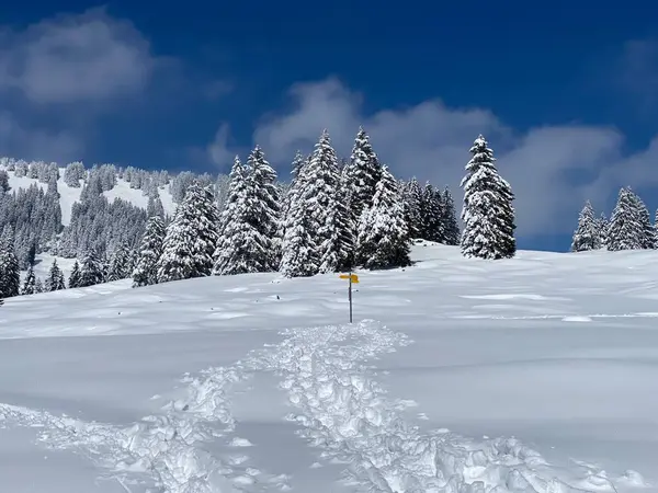 Alpstein dağlarının yamaçlarında ve İsviçre Alpleri 'nin taze dağlık kar örtüsünde, Nesslau - Obertoggenburg, İsviçre (Schweiz)