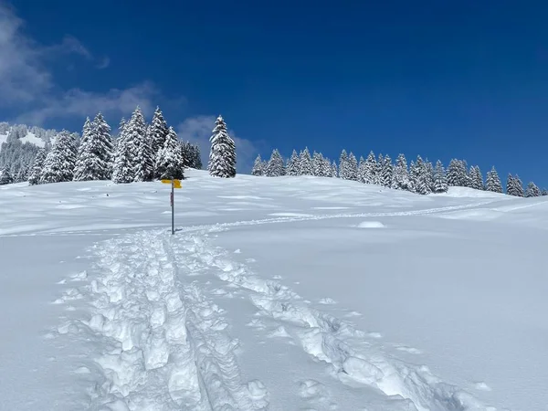 Alpstein dağlarının yamaçlarında ve İsviçre Alpleri 'nin taze dağlık kar örtüsünde, Nesslau - Obertoggenburg, İsviçre (Schweiz)