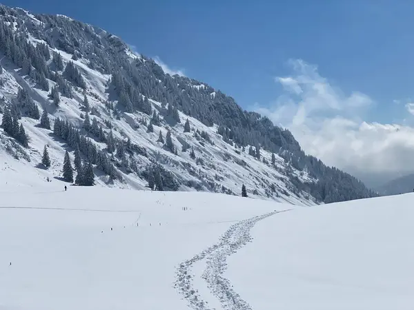 Alpstein dağlarının yamaçlarında ve İsviçre Alpleri 'nin taze dağlık kar örtüsünde, Nesslau - Obertoggenburg, İsviçre (Schweiz)