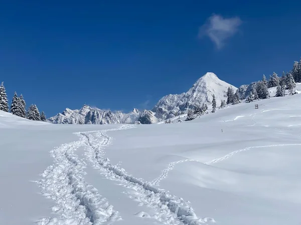 Alpstein dağlarının yamaçlarında ve İsviçre Alpleri 'nin taze dağlık kar örtüsünde, Nesslau - Obertoggenburg, İsviçre (Schweiz)