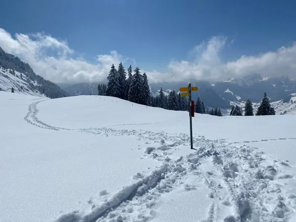 Alpstein dağlarının yamaçlarında ve İsviçre Alpleri 'nin taze dağlık kar örtüsünde, Nesslau - Obertoggenburg, İsviçre (Schweiz)