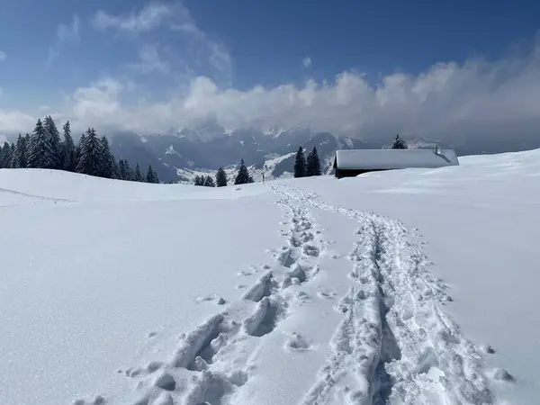 Alpstein dağlarının yamaçlarında ve İsviçre Alpleri 'nin taze dağlık kar örtüsünde, Nesslau - Obertoggenburg, İsviçre (Schweiz)