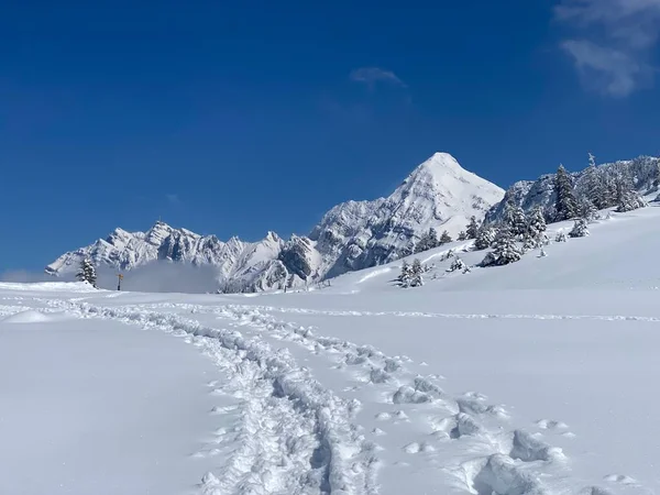 Alpstein dağlarının yamaçlarında ve İsviçre Alpleri 'nin taze dağlık kar örtüsünde, Nesslau - Obertoggenburg, İsviçre (Schweiz)