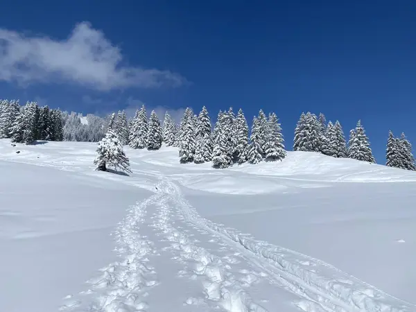 Alpstein dağlarının yamaçlarında ve İsviçre Alpleri 'nin taze dağlık kar örtüsünde, Nesslau - Obertoggenburg, İsviçre (Schweiz)