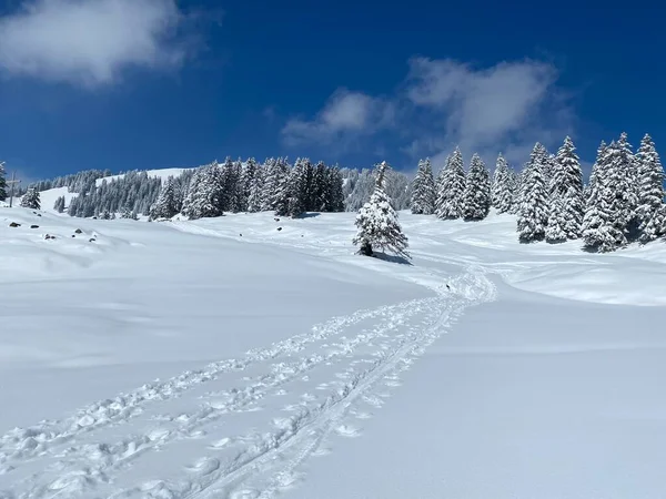 Alpstein dağlarının yamaçlarında ve İsviçre Alpleri 'nin taze dağlık kar örtüsünde, Nesslau - Obertoggenburg, İsviçre (Schweiz)