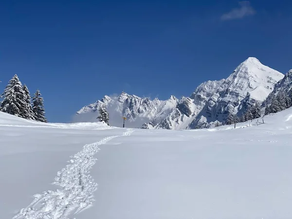 Alpstein dağlarının yamaçlarında ve İsviçre Alpleri 'nin taze dağlık kar örtüsünde, Nesslau - Obertoggenburg, İsviçre (Schweiz)