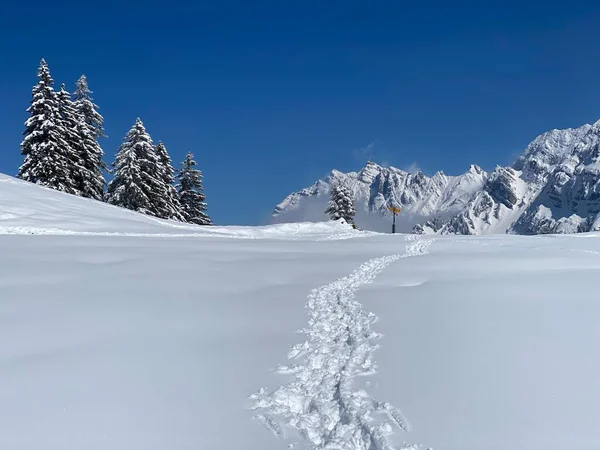 Alpstein dağlarının yamaçlarında ve İsviçre Alpleri 'nin taze dağlık kar örtüsünde, Nesslau - Obertoggenburg, İsviçre (Schweiz)