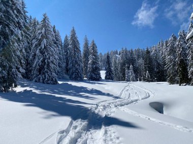 Alpstein dağlarının yamaçlarında ve İsviçre Alpleri 'nin taze dağlık kar örtüsünde, Nesslau - Obertoggenburg, İsviçre (Schweiz)