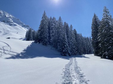 Alpstein dağlarının yamaçlarında ve İsviçre Alpleri 'nin taze dağlık kar örtüsünde, Nesslau - Obertoggenburg, İsviçre (Schweiz)