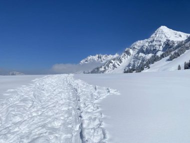Alpstein dağlarının yamaçlarında ve İsviçre Alpleri 'nin taze dağlık kar örtüsünde, Nesslau - Obertoggenburg, İsviçre (Schweiz)