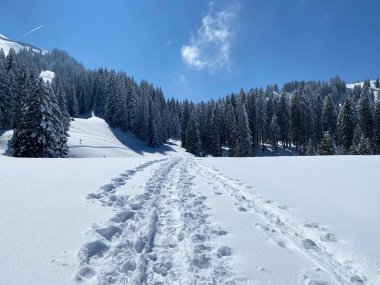 Alpstein dağlarının yamaçlarında ve İsviçre Alpleri 'nin taze dağlık kar örtüsünde, Nesslau - Obertoggenburg, İsviçre (Schweiz)