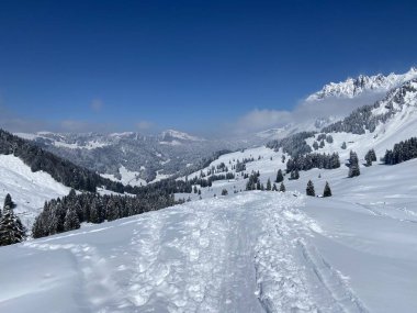 Alpstein dağlarının yamaçlarında ve İsviçre Alpleri 'nin taze dağlık kar örtüsünde, Nesslau - Obertoggenburg, İsviçre (Schweiz)