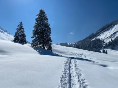 Alpstein dağlarının yamaçlarında ve İsviçre Alpleri 'nin taze dağlık kar örtüsünde, Nesslau - Obertoggenburg, İsviçre (Schweiz)