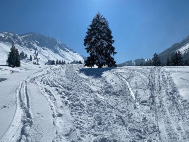 Alpstein dağlarının yamaçlarında ve İsviçre Alpleri 'nin taze dağlık kar örtüsünde, Nesslau - Obertoggenburg, İsviçre (Schweiz)
