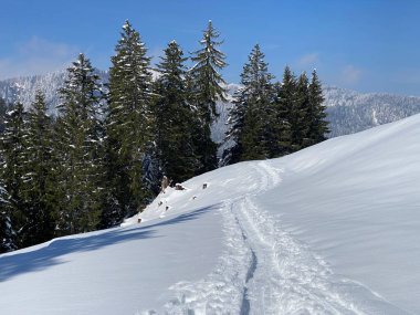 Alpstein dağlarının yamaçlarında ve İsviçre Alpleri 'nin taze dağlık kar örtüsünde, Nesslau - Obertoggenburg, İsviçre (Schweiz)