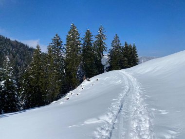 Alpstein dağlarının yamaçlarında ve İsviçre Alpleri 'nin taze dağlık kar örtüsünde, Nesslau - Obertoggenburg, İsviçre (Schweiz)
