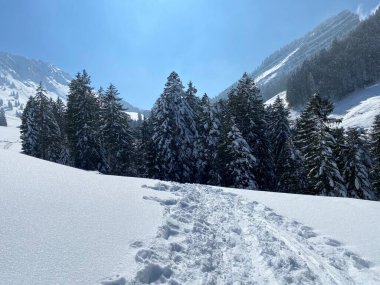 Alpstein dağlarının yamaçlarında ve İsviçre Alpleri 'nin taze dağlık kar örtüsünde, Nesslau - Obertoggenburg, İsviçre (Schweiz)